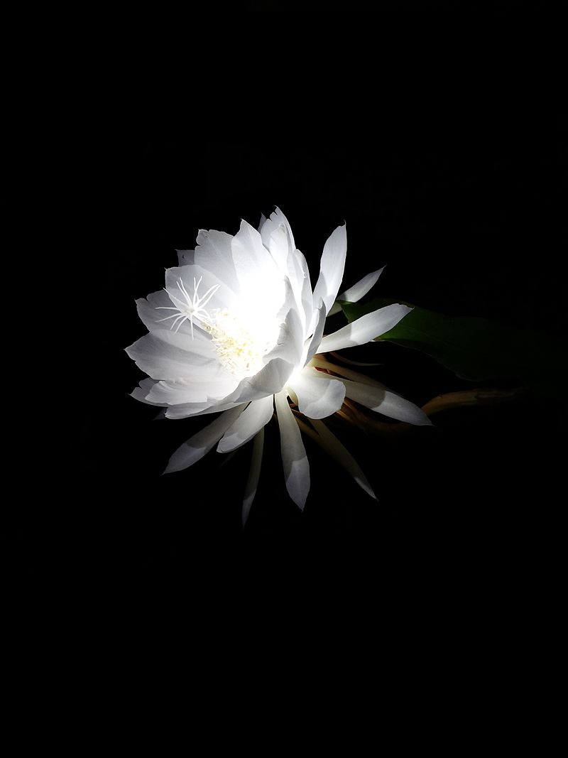Night-blooming_cereus